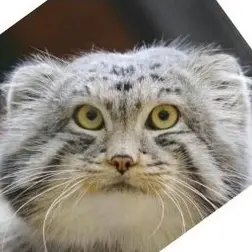 ノヴォシビルスク動物園のマヌルネコの写真