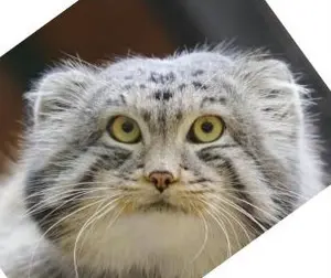 ノヴォシビルスク動物園のマヌルネコの写真