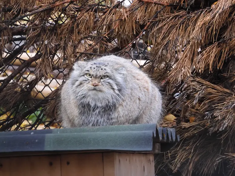 ノヴォシビルスク動物園のスネジンカの写真