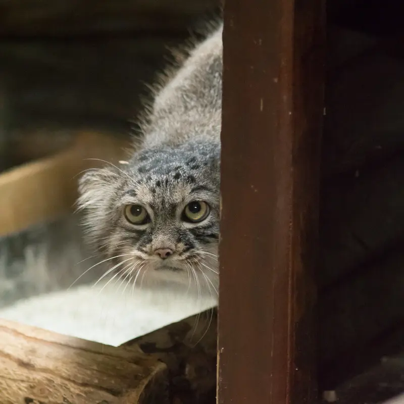 恩賜上野動物園のサフランの写真