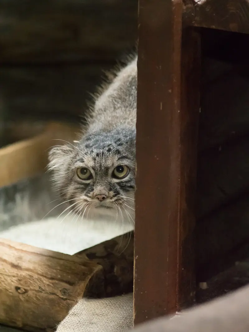 恩賜上野動物園のサフランの写真