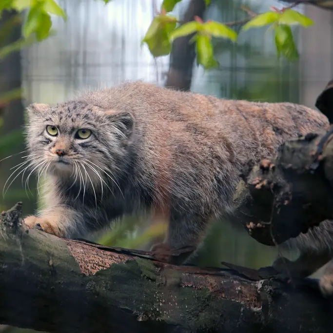 クラクフ動物園のツァスの写真