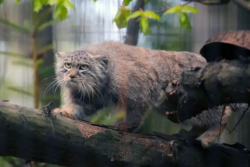 クラクフ動物園のツァスの写真