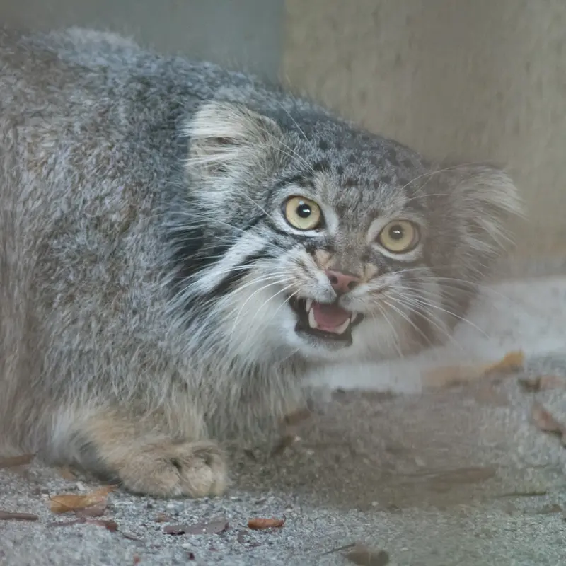 野毛山動物園のフィーガの写真