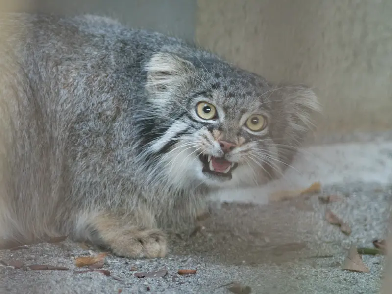 野毛山動物園のフィーガの写真