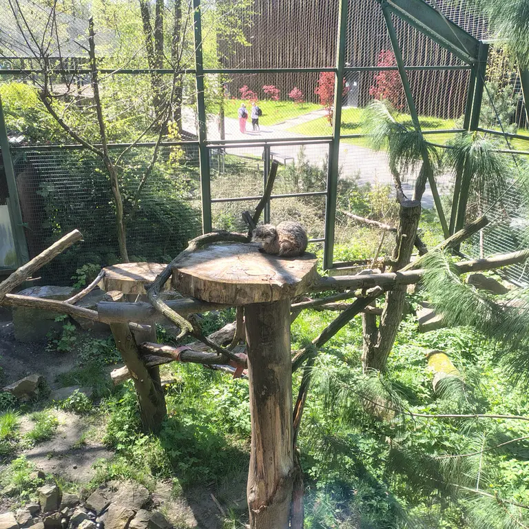 ウッチ動物園のパッツォの写真