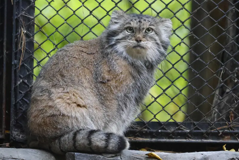 ノヴォシビルスク動物園のラストチカの写真