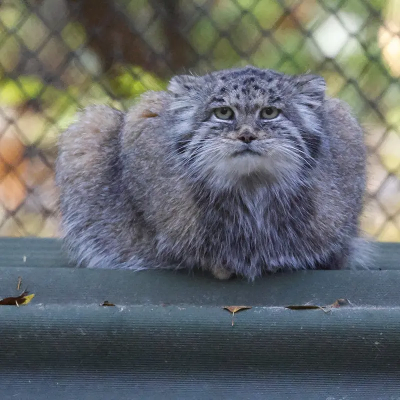 ノヴォシビルスク動物園のミアの写真