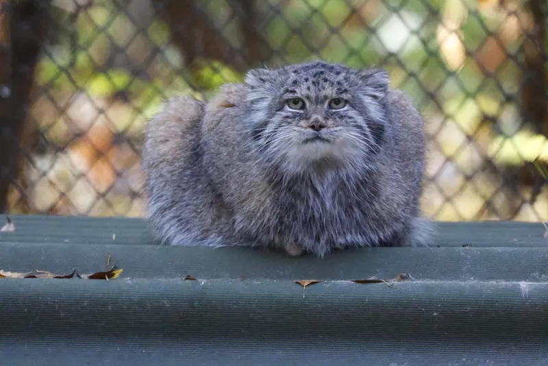 ノヴォシビルスク動物園のミアの写真