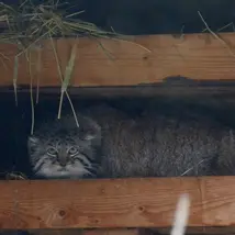 モスクワ動物園のヴァルヴァラの写真