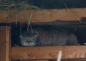 モスクワ動物園のヴァルヴァラの写真