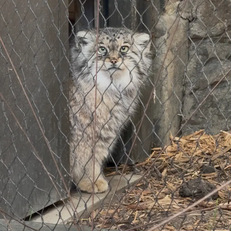 プロスペクト・パーク動物園のサルナイの写真
