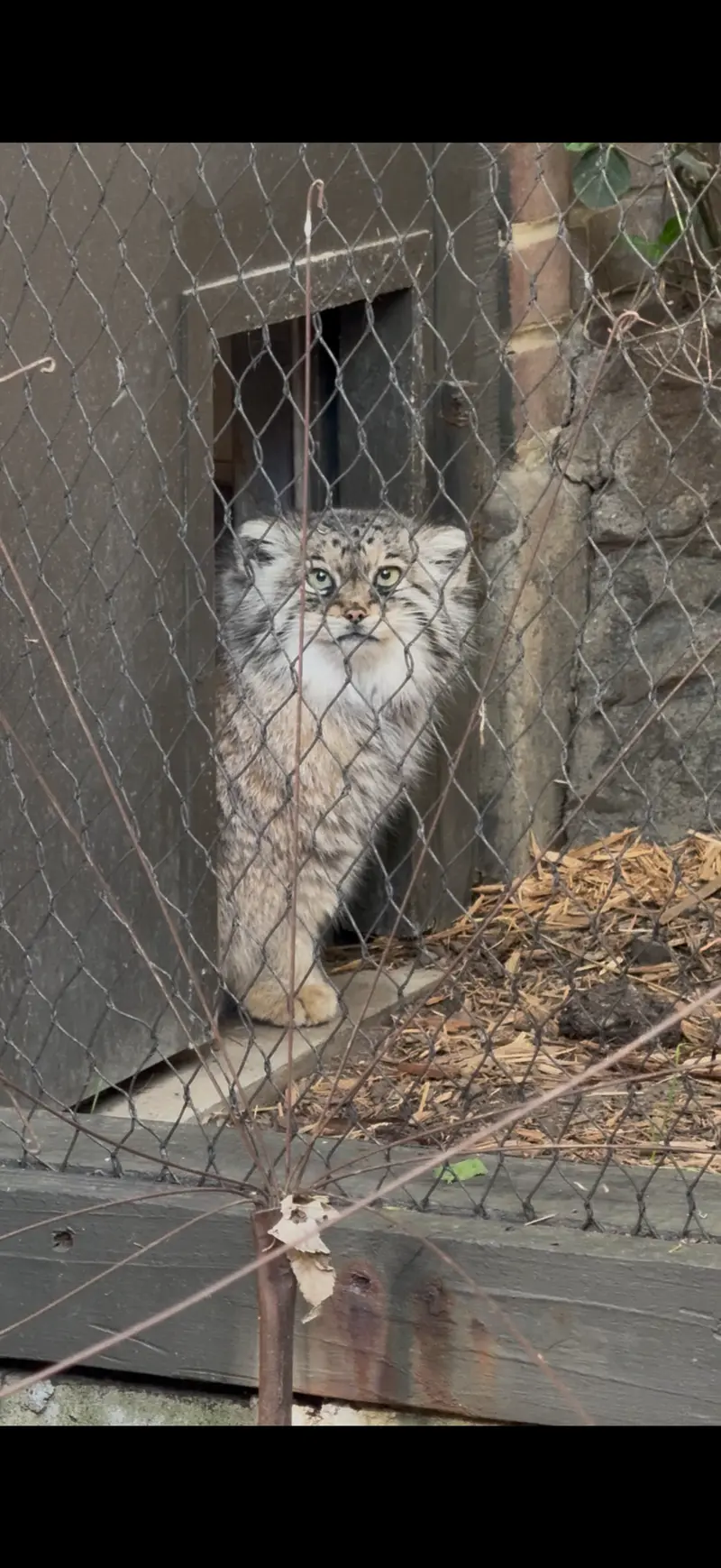 プロスペクト・パーク動物園のサルナイの写真