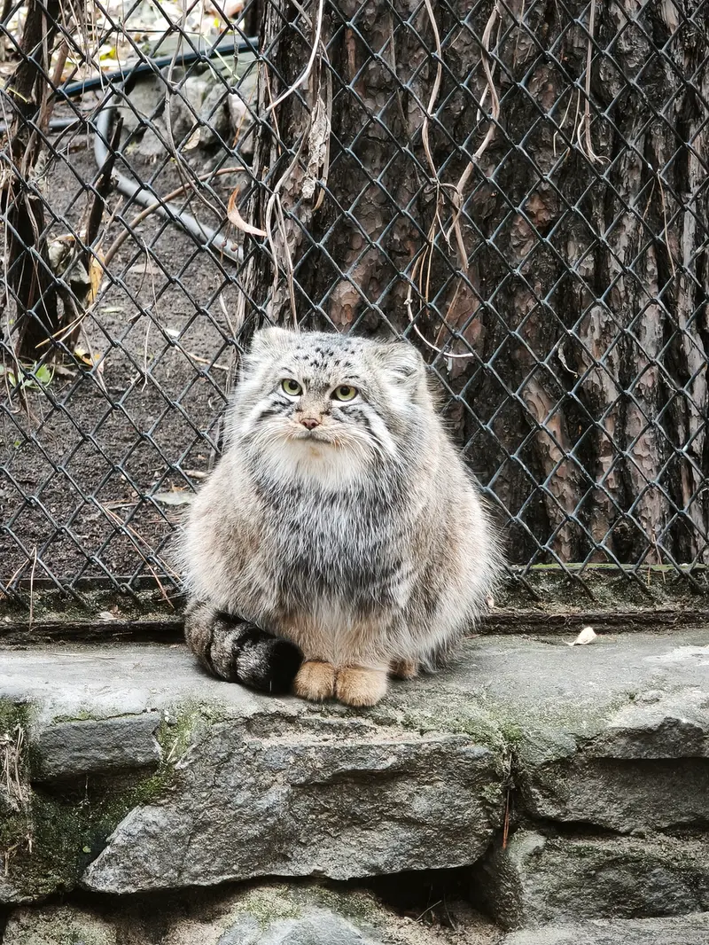 ノヴォシビルスク動物園のルフの写真