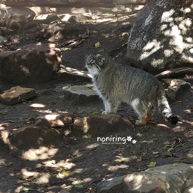 プエブロ動物園のオリーブの写真