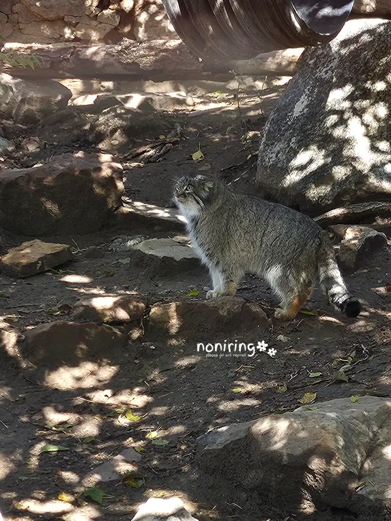 プエブロ動物園のオリーブの写真