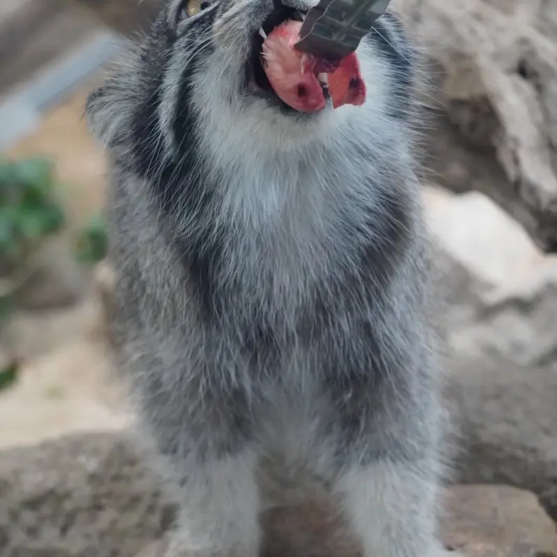 神戸どうぶつ王国のナルの写真