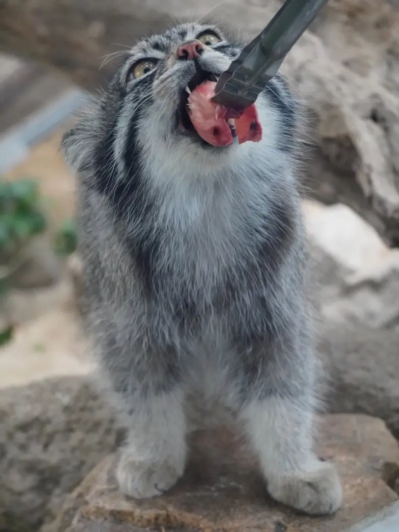 神戸どうぶつ王国のナルの写真