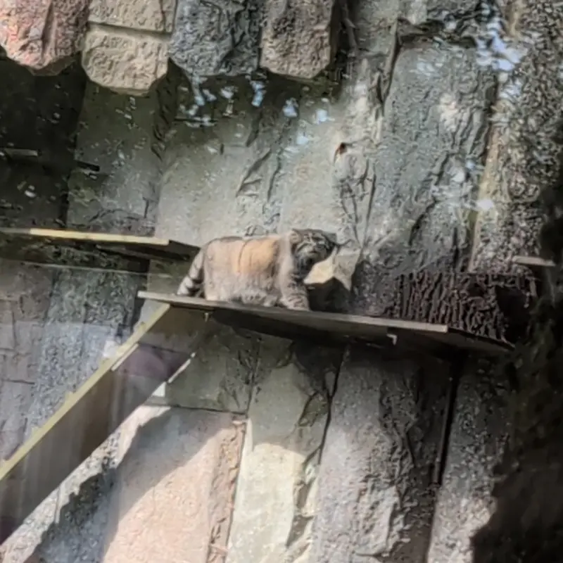モスクワ動物園のティモフェイの写真