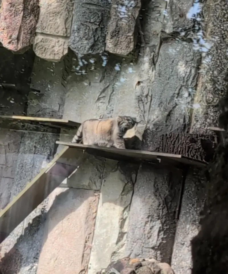 モスクワ動物園のティモフェイの写真