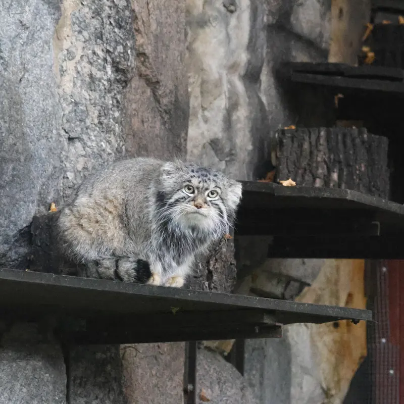 モスクワ動物園のティモフェイの写真