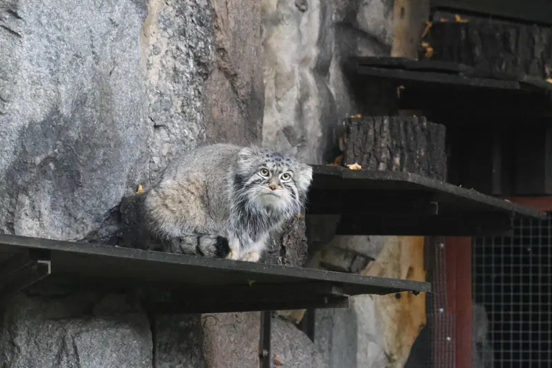 モスクワ動物園のティモフェイの写真