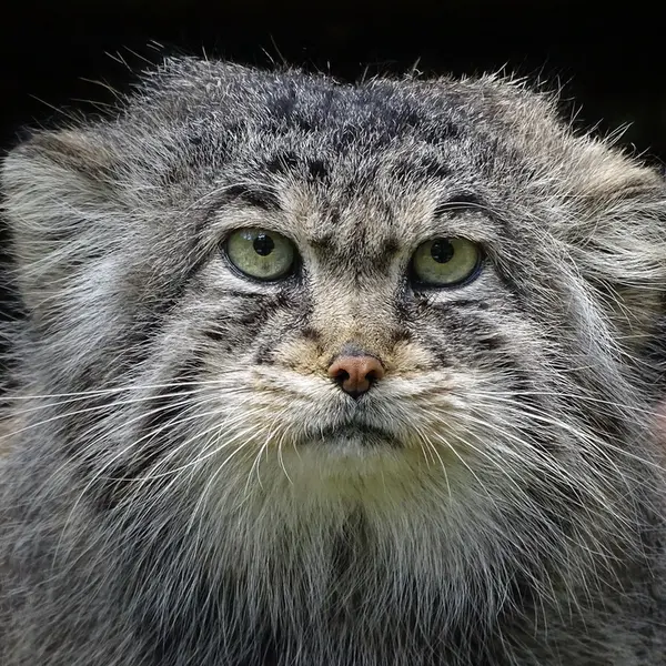 リガ動物園のビョルンの写真