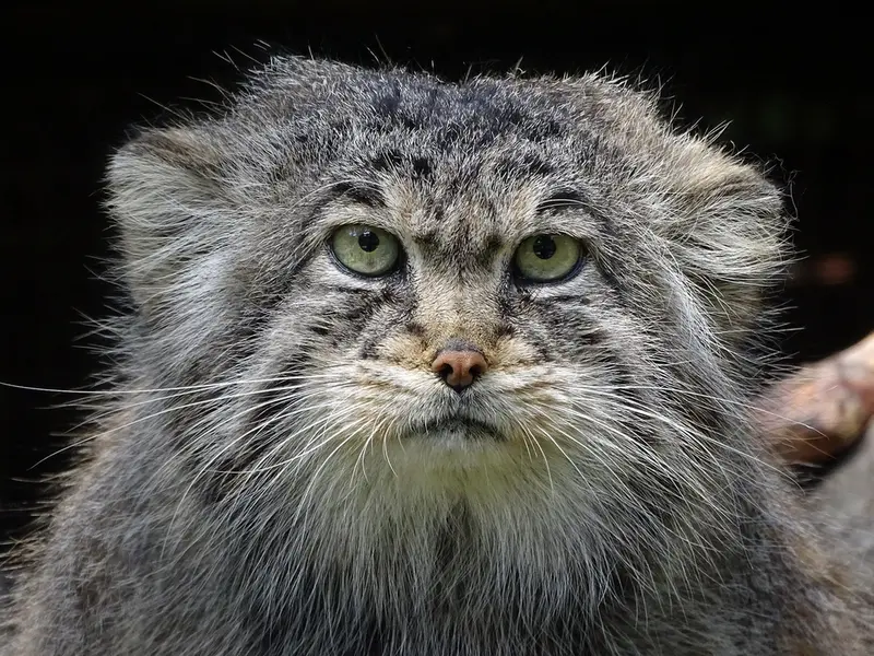 リガ動物園のビョルンの写真