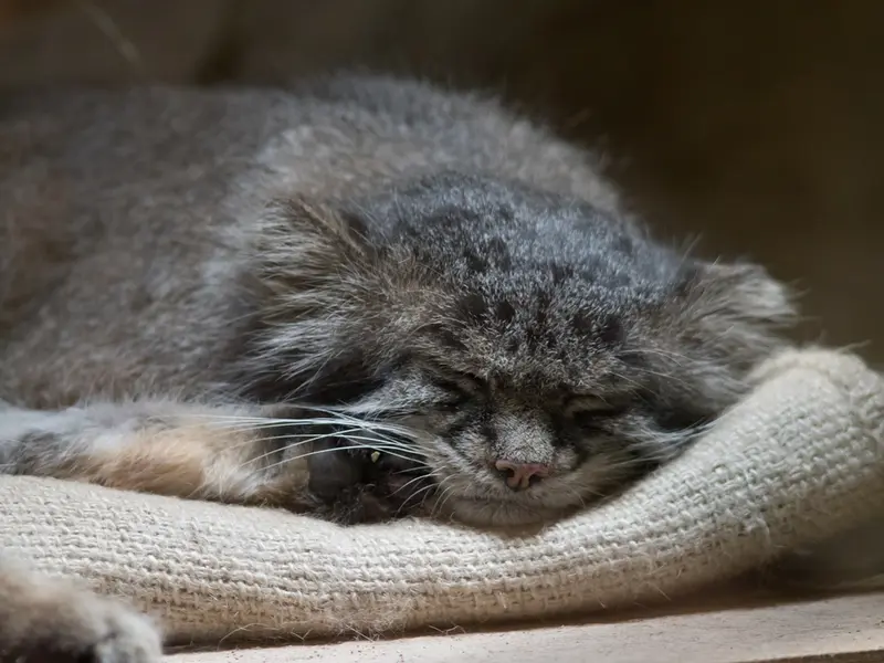恩賜上野動物園のクリョンの写真