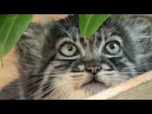 ビッグ・キャット・サンクチュアリのシヴァ、トゥーラとアドゥヴァの動画