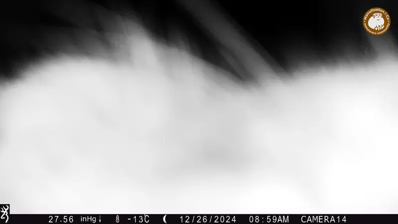 ジランディカメラトラップで撮影したOtocolobus manul manulの写真