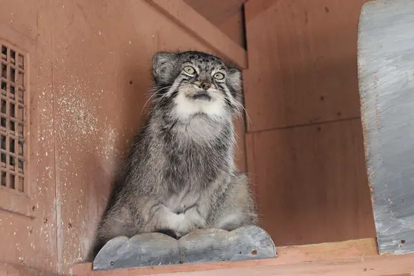埼玉県こども動物自然公園のタビーの写真