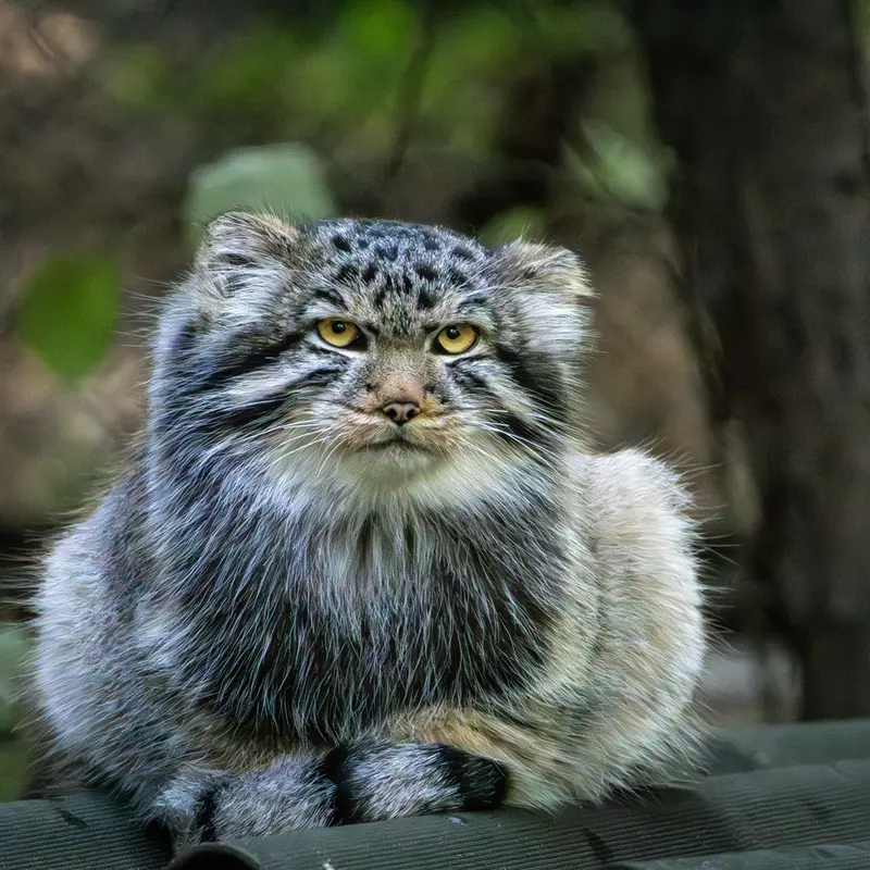 ノヴォシビルスク動物園のロロの息子 b.2026 Ⅱの写真