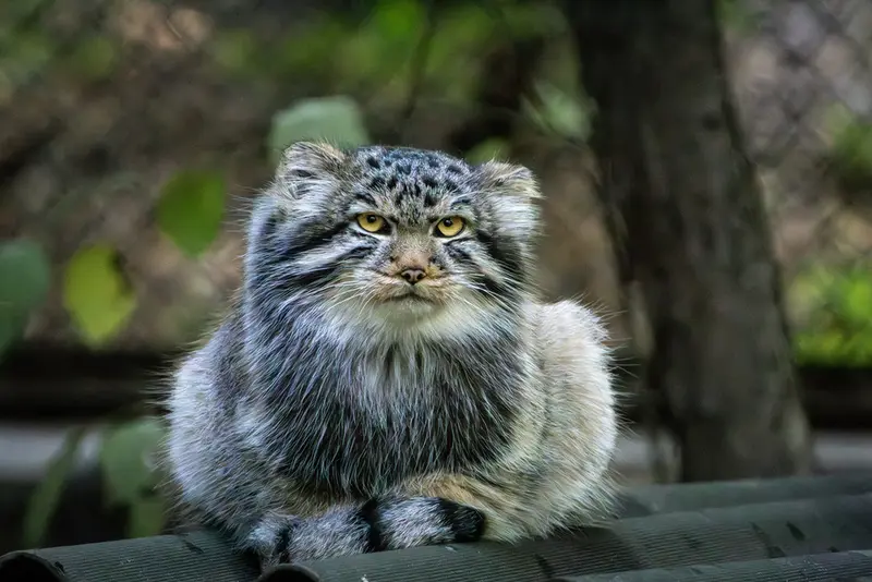 ノヴォシビルスク動物園のロロの息子 b.2026 Ⅱの写真