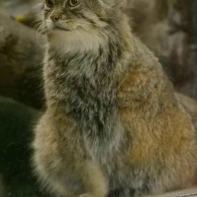 恩賜上野動物園のプリームラの写真