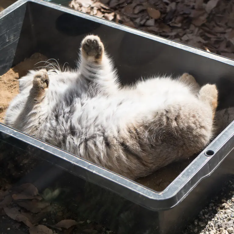 埼玉県こども動物自然公園のロータスの写真