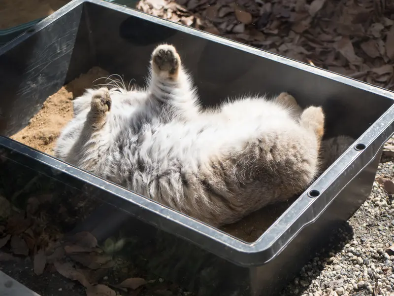 埼玉県こども動物自然公園のロータスの写真