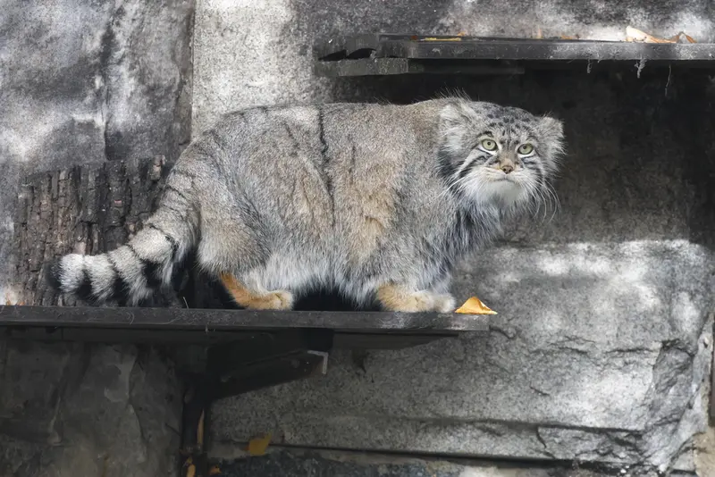 モスクワ動物園のティモフェイの写真