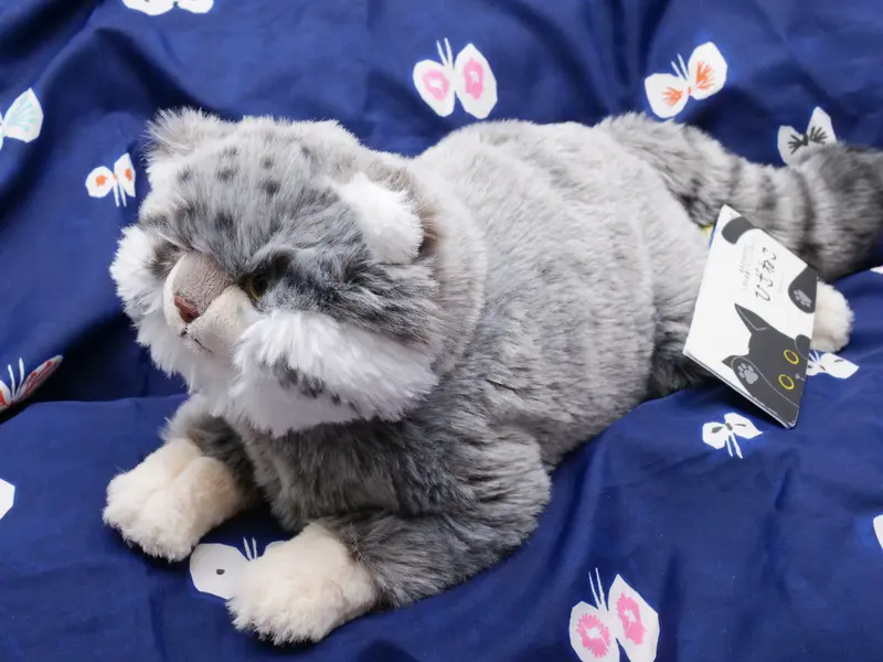 マヌルネコの写真