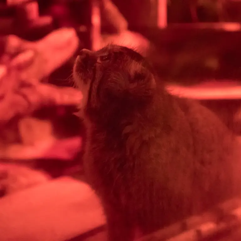 恩賜上野動物園のナイマの写真