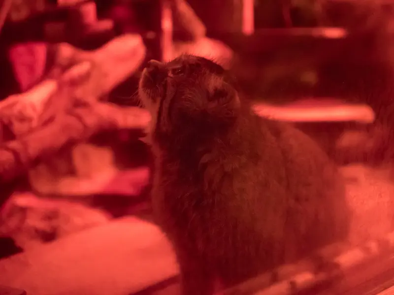 恩賜上野動物園のナイマの写真