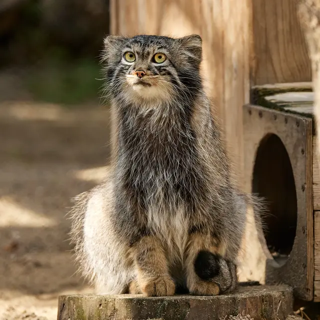 ノヴォシビルスク動物園のアデルの写真