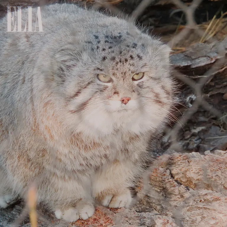 カルガリー動物園 / ワイルダー研究所のオラフの写真