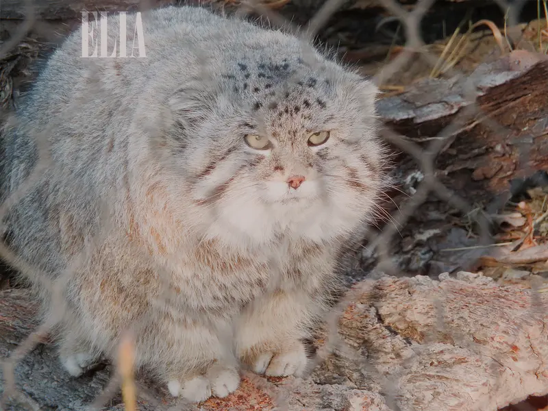 カルガリー動物園 / ワイルダー研究所のオラフの写真