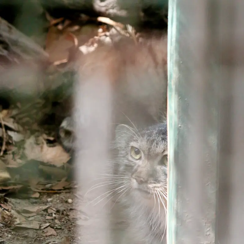ブダペスト動物園＆植物園のルーシーの写真