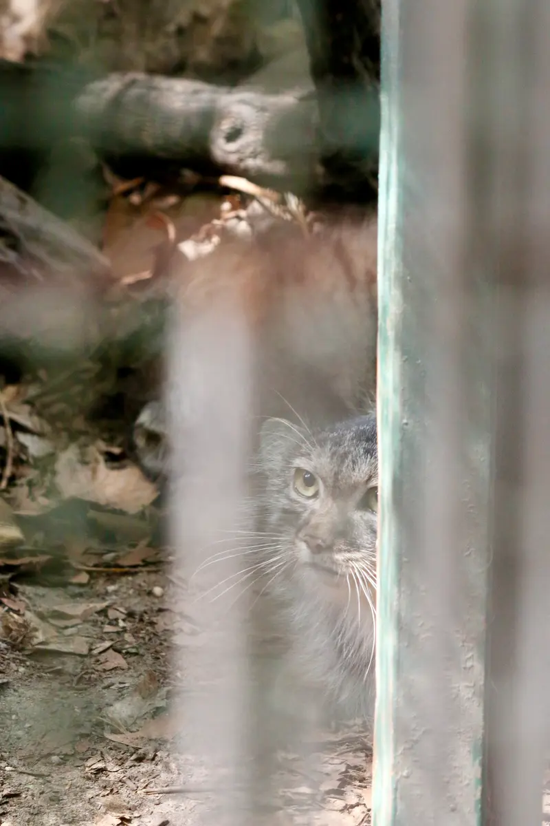 ブダペスト動物園・植物園のルーシーの写真