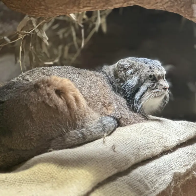マヌルネコの写真
