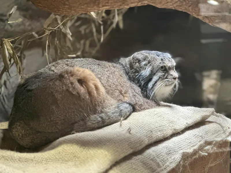 マヌルネコの写真