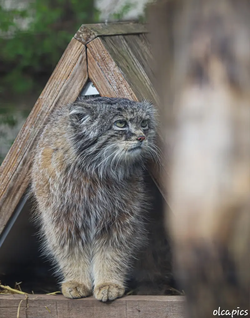 リール動物園のヴォラースの写真