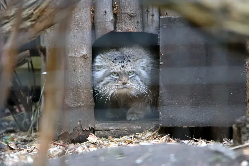 ワルシャワ動物園のジェシーの写真